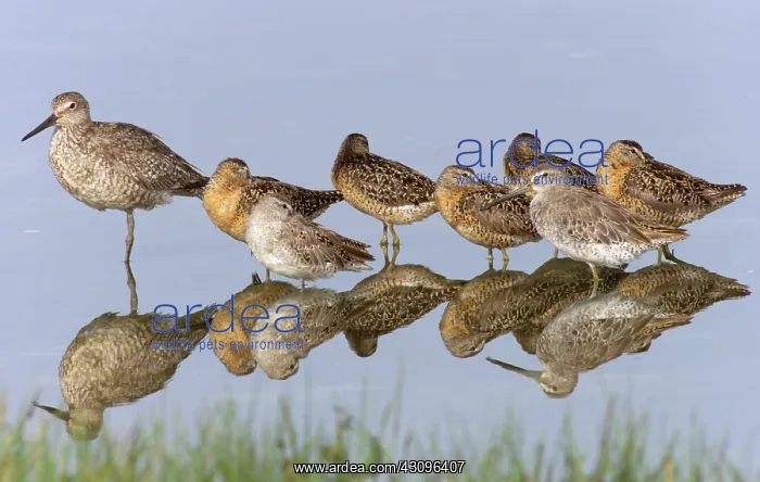 : Willet with Short-billed Dowitchers : Willet with Short-billed Dowitchers