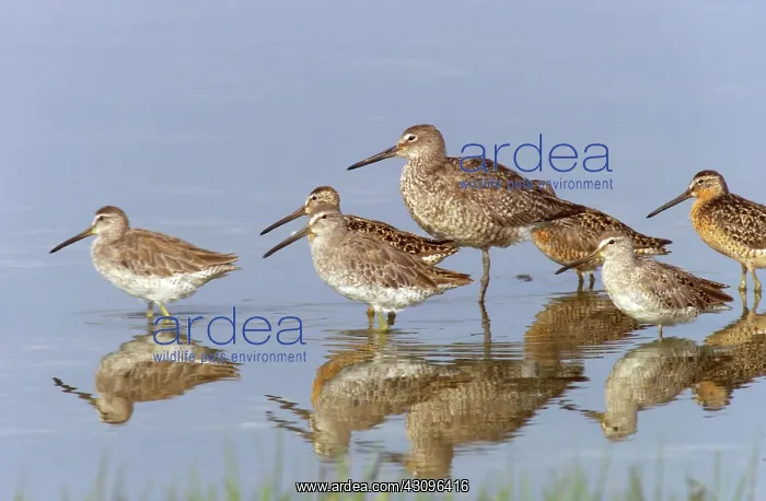 : Willet with Short-billed Dowitchers : Willet with Short-billed Dowitchers