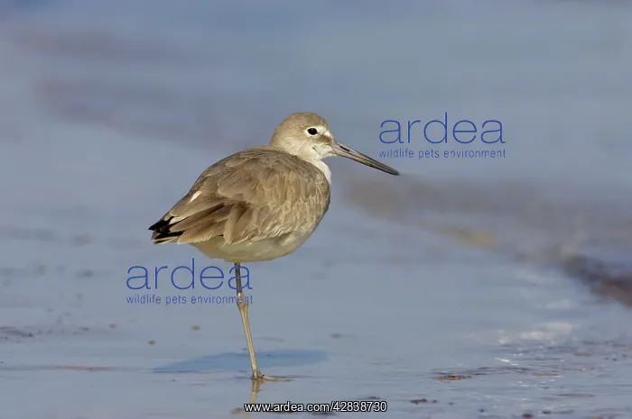 : Willet - Standing on one leg : Willet - Standing on one leg