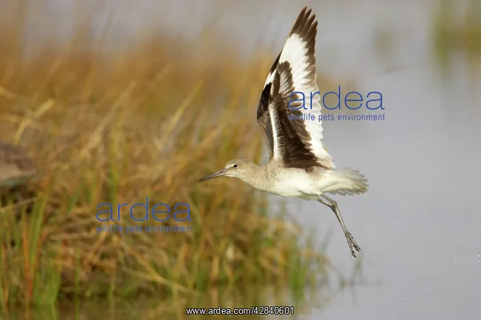 : Willet - taking off from lagoon : Willet - taking off from lagoon