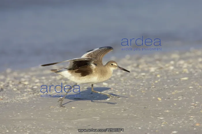 : Willet - threatening another bird : Willet - threatening another bird