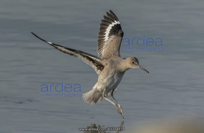 : Willet, Tringa semipalmata, in flight, coming in : Willet, Tringa semipalmata, in flight, coming in