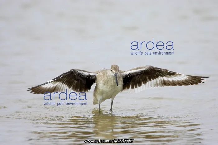 : Willet - wing flapping after washing : Willet - wing flapping after washing