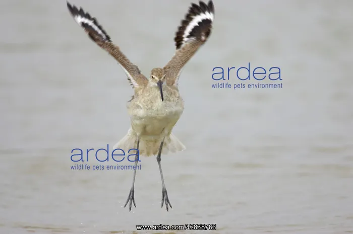 : Willet - wing flapping after washing : Willet - wing flapping after washing