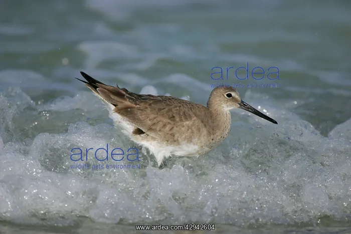 : Willet - in winter : Willet - in winter