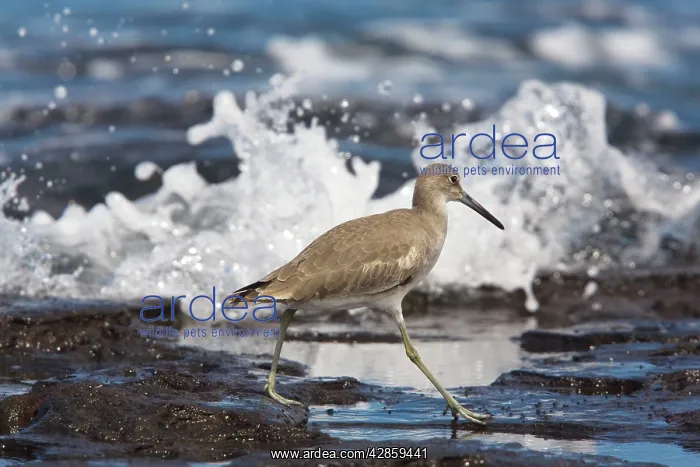 : Willet - in winter plumage, feeding at tide-line : Willet - in winter plumage, feeding at tide-line