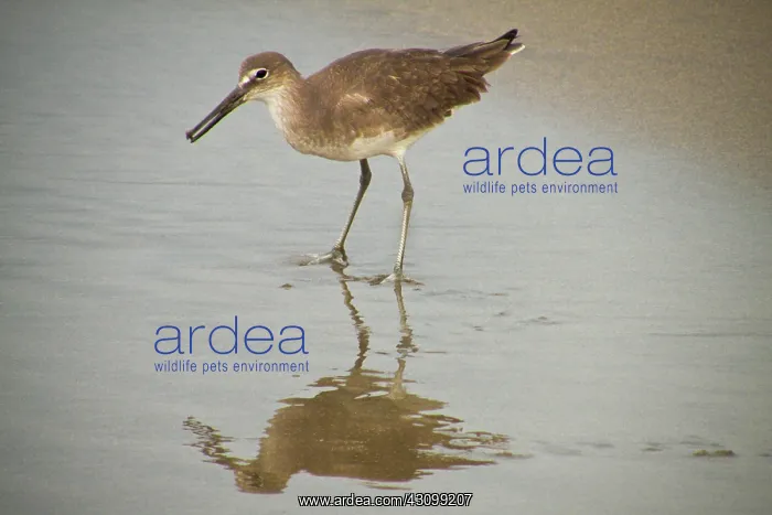 : Willets (Tringa semipalmata, formerly Catoptrophorus semipalmatus) scour : Willets (Tringa semipalmata, formerly Catoptrophorus semipalmatus) scour