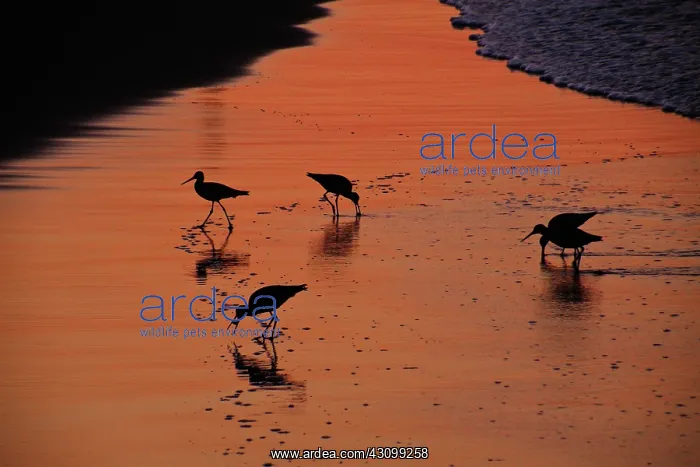: Willets (Tringa semipalmata, formerly Catoptrophorus semipalmatus) scour : Willets (Tringa semipalmata, formerly Catoptrophorus semipalmatus) scour
