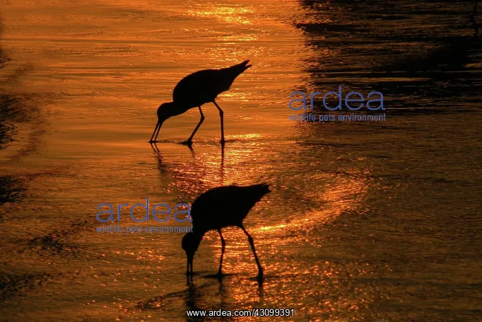 : Willets (Tringa semipalmata, formerly Catoptrophorus semipalmatus) scour : Willets (Tringa semipalmata, formerly Catoptrophorus semipalmatus) scour