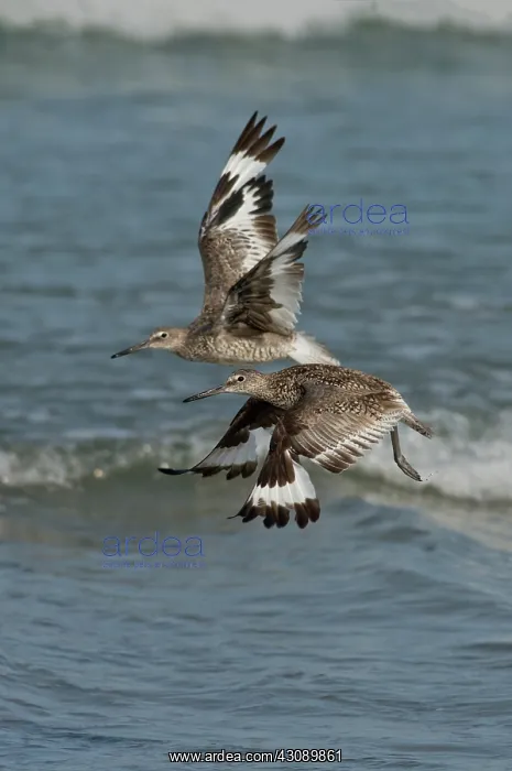 : Willets in Flight showing molt : Willets in Flight showing molt