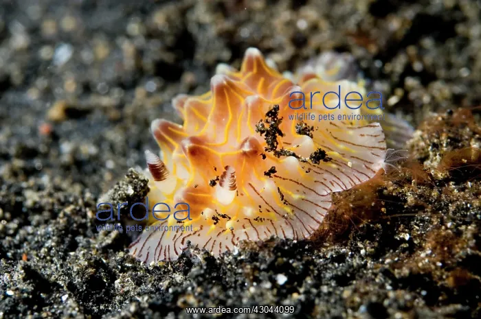 : Willey's Halgerda Nudibranch : Willey's Halgerda Nudibranch