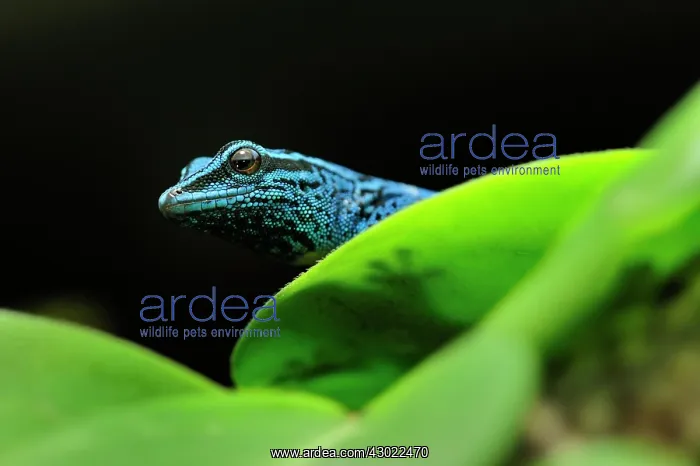 : William's Dwarf Gecko / Electric Blue Gecko : William's Dwarf Gecko / Electric Blue Gecko