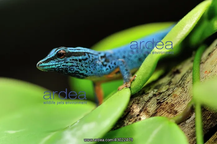 : William's Dwarf Gecko / Electric Blue Gecko : William's Dwarf Gecko / Electric Blue Gecko