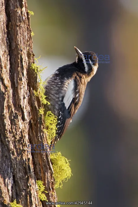 : Williamson's Sapsucker : Williamson's Sapsucker