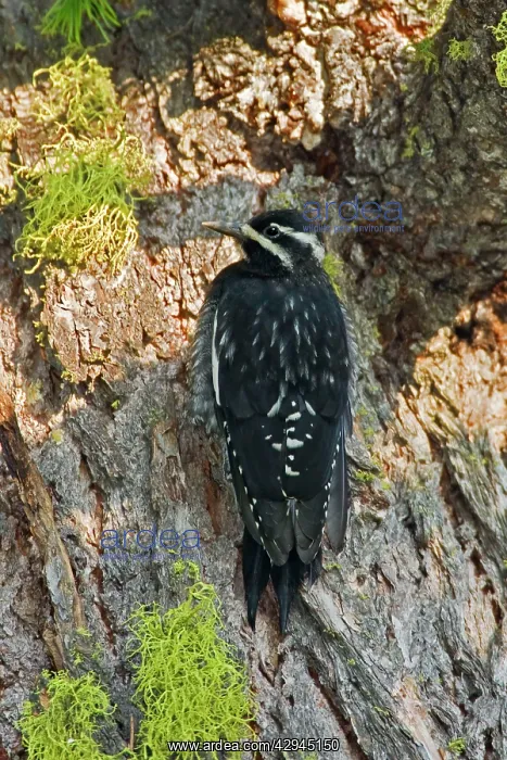 : Williamson's Sapsucker : Williamson's Sapsucker