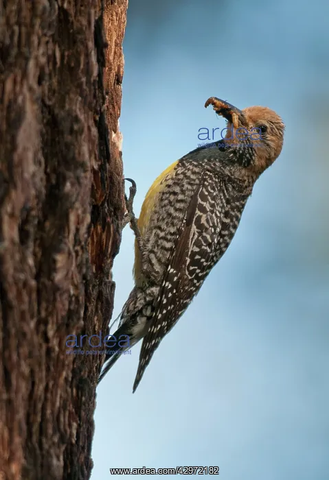 : Williamson's Sapsucker - female at nest hole : Williamson's Sapsucker - female at nest hole