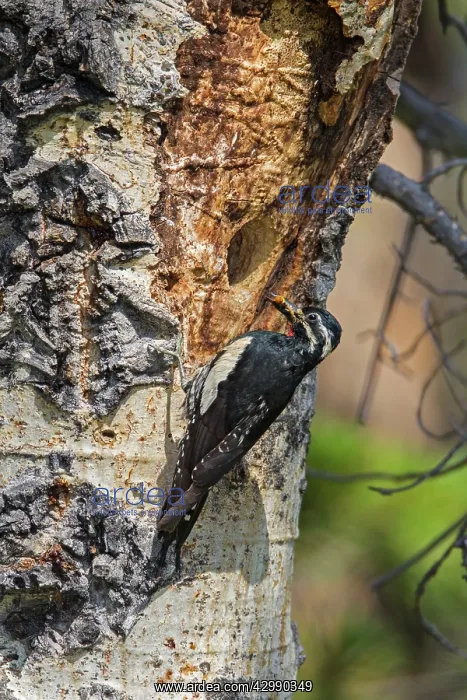  : Williamson's Sapsucker - male at nesting cavity in summer -