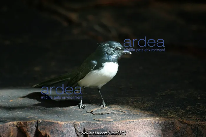 : Willie Wagtail : Willie Wagtail