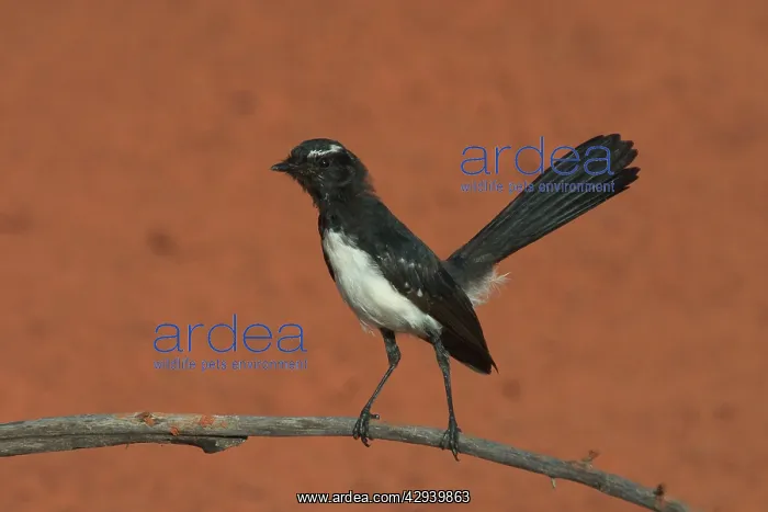 : Willie Wagtail : Willie Wagtail