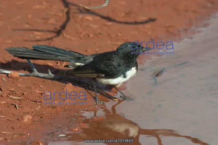 : Willie Wagtail : Willie Wagtail