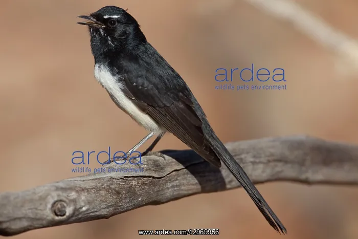 : Willie Wagtail : Willie Wagtail