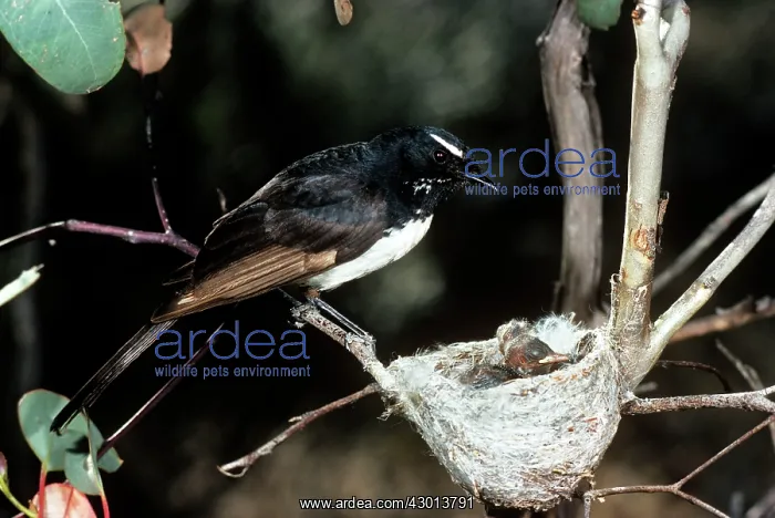 : Willie Wagtail : Willie Wagtail
