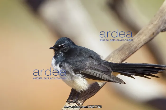 : Willie Wagtail : Willie Wagtail