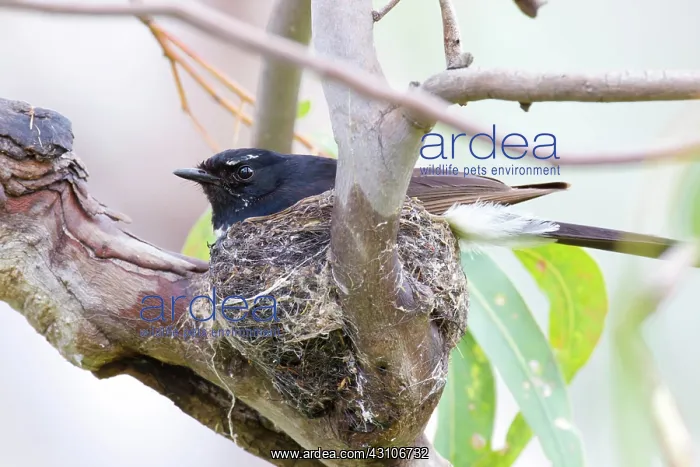 : Willie Wagtail on nest : Willie Wagtail on nest