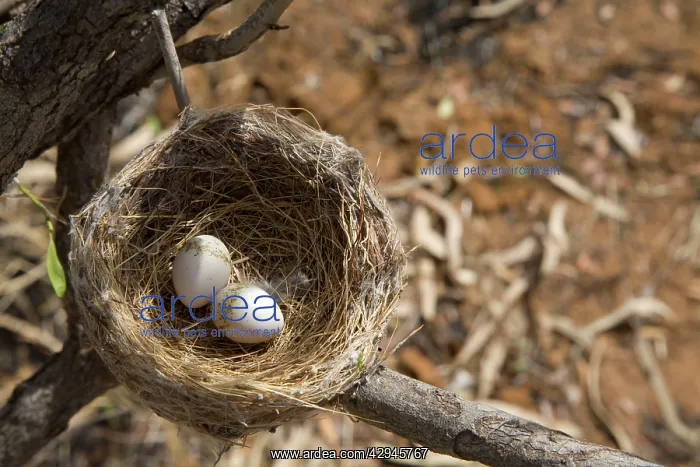 : Willie Wagtail nest and eggs : Willie Wagtail nest and eggs