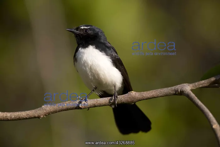 : Willie Wagtail - Perched on a branch - Hasties Swamp : Willie Wagtail - Perched on a branch - Hasties Swamp