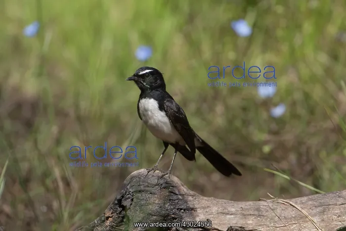 : Willie Wagtail Perched on a log Peppimenarti Northern : Willie Wagtail Perched on a log Peppimenarti Northern