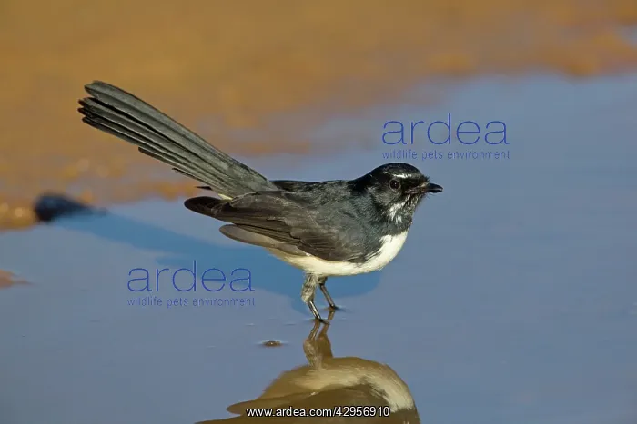: Willie Wagtail - at a pool : Willie Wagtail - at a pool