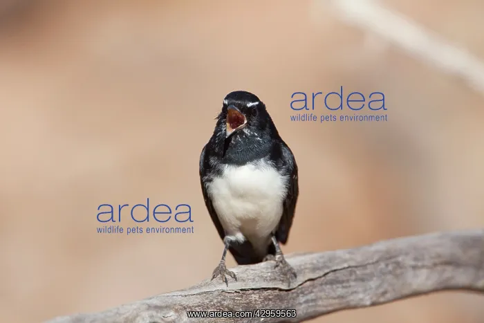 : Willie Wagtail - singing : Willie Wagtail - singing