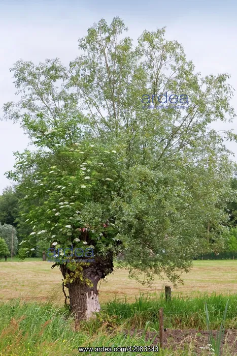 : Willow (Sambucus nigra). with Black Elder in the top : Willow (Sambucus nigra). with Black Elder in the top
