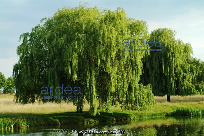 : Willow, Weeping willow, Salix sepulcralis : Willow, Weeping willow, Salix sepulcralis
