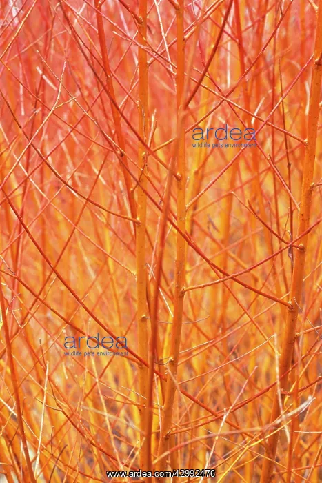 : Willow, Salix : Willow, Salix