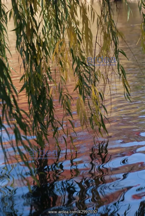 : Willow, Weeping willow, Salix babylonica : Willow, Weeping willow, Salix babylonica