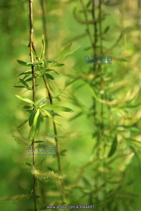 : Willow, Weeping willow, Salix babylonica : Willow, Weeping willow, Salix babylonica