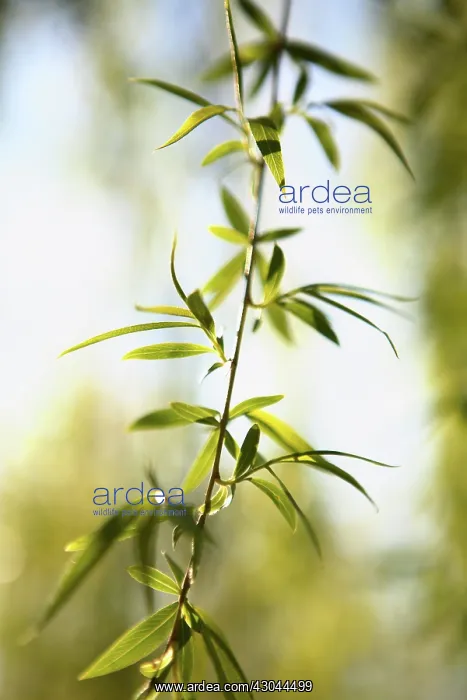 : Willow, Weeping willow, Salix babylonica : Willow, Weeping willow, Salix babylonica