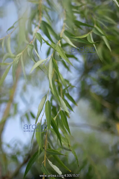 : Willow, Salix : Willow, Salix