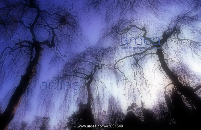 : Willow, Weeping willow, Salix babylonica : Willow, Weeping willow, Salix babylonica