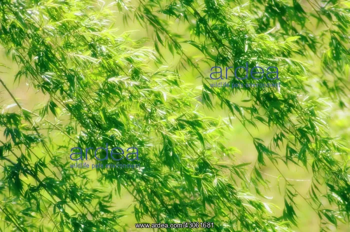 : Willow, Weeping willow, Salix babylonica : Willow, Weeping willow, Salix babylonica
