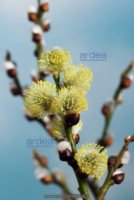 : Willow, Salix : Willow, Salix