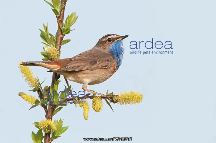 : Willow. Bluethroat (Luscinia svecica) male on a brench of unknown Willow species : Willow. Bluethroat (Luscinia svecica) male on a brench of unknown Willow species