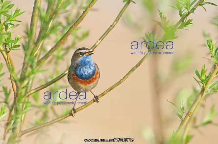 : Willow. Bluethroat (Luscinia svecica) male on a brench of unknown Willow species : Willow. Bluethroat (Luscinia svecica) male on a brench of unknown Willow species