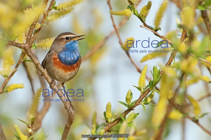 : Willow. Bluethroat (Luscinia svecica) male on a brench of unknown Willow species : Willow. Bluethroat (Luscinia svecica) male on a brench of unknown Willow species