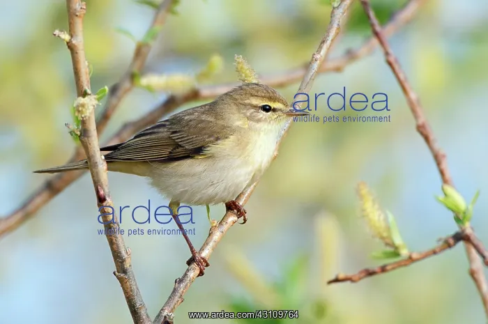 : Willow Warbler (Phylloscopus trochilus) male on a brench of unknown Willow sp. (Salix sp.) : Willow Warbler (Phylloscopus trochilus) male on a brench of unknown Willow sp. (Salix sp.)