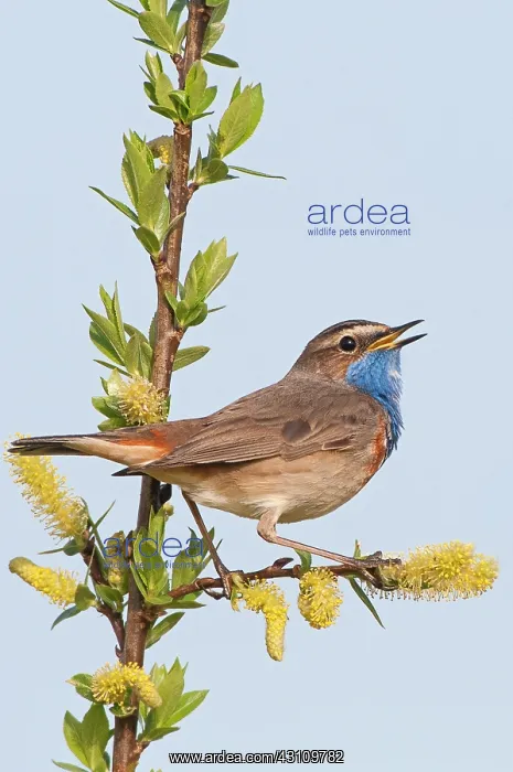 : Willow. Bluethroat (Luscinia svecica) male on a brench of unknown Willow species : Willow. Bluethroat (Luscinia svecica) male on a brench of unknown Willow species