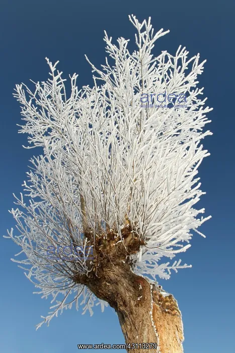 : Willow. An unidentified willow (Salix sp) covered with ice crystals due to fog and frost : Willow. An unidentified willow (Salix sp) covered with ice crystals due to fog and frost