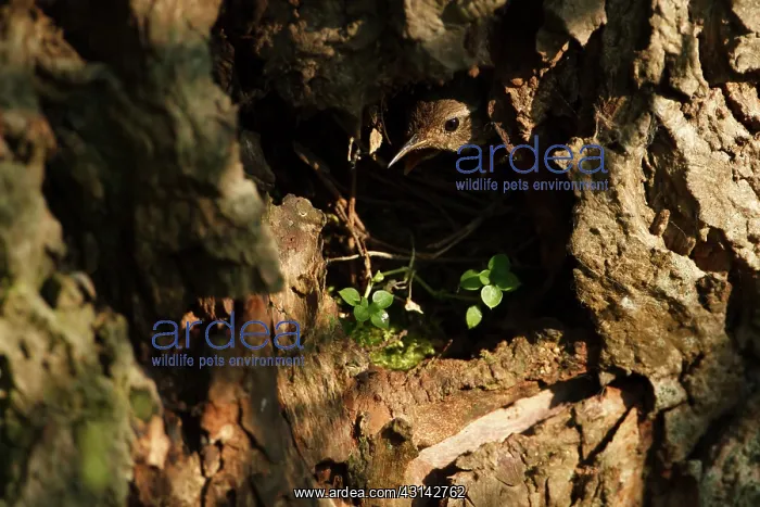 : Willow. Eurasian Wren (Troglodytes troglodytes) at nesthole build in pollard-willow : Willow. Eurasian Wren (Troglodytes troglodytes) at nesthole build in pollard-willow